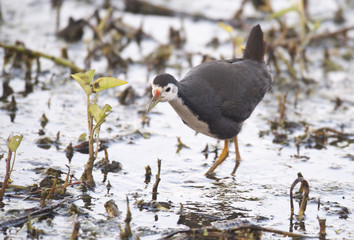 Amaurornis phoenicurus / Râle à poitrine blanche