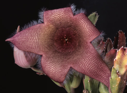 Stapelia grandiflora / Stapélie à grandes fleurs