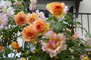 Rosa x / Rose 'Casque d'or'