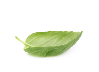 Fresh basil leaf isolated