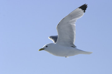 Rissa tridactyla / Mouette tridactyle