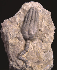 Fossile / Encrinus liliiformus / 200 millions d'années