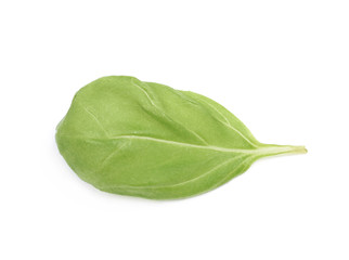Fresh basil leaf isolated