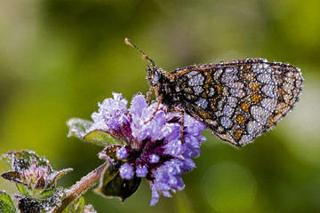 Mellicta athalia / Damier athalie