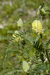 Astragalus alopecurus / Astragale centralpin