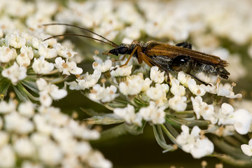 Oedemera flavipes / Oedémère à pattes jaunes