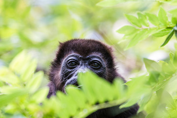 Naklejka premium Portrait of a howler monkey