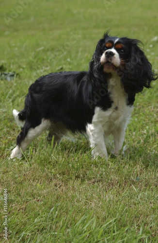 Chien Race Cavalier King Charles Stock Photo And Royalty