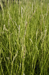 Sesleria autumnalis / Seslérie d'automne