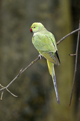 Psittacula krameri / Perruche a collier rose