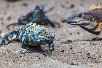 Trio of black iguanas on the beach