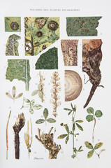 Illustration / Maladies des plantes fourragères