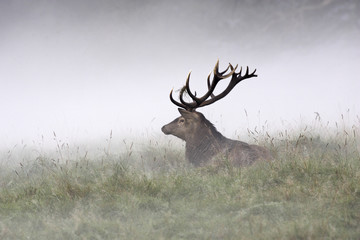 Cervus elaphus / Cerf élaphe