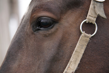 muzzle of a horse whis kind eyes