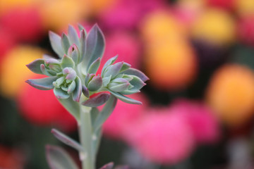 Flower of a Tropical Succulent Plant with Colorful Backdrop