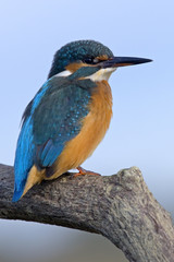 Alcedo atthis / Martin-pêcheur d'Europe