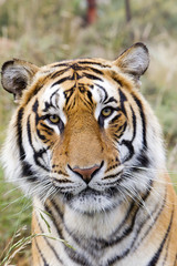 Fototapeta na wymiar Panthera tigris tigris / Tigre du Bengale