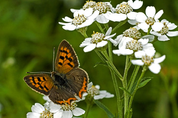 Lycaena phlaeas / Argus bronzé / Cuivré commun