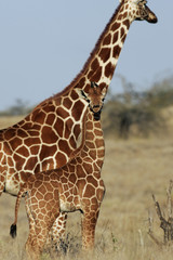 Giraffa camelopardalis reticulata / Girafe réticulée