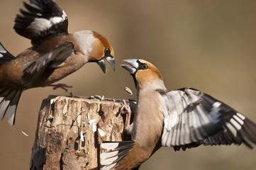 Coccothraustes coccothraustes / Grosbec casse noyaux