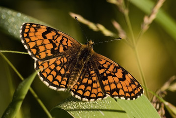Mellicta athalia / Damier athalie