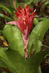 Guzmania insignis