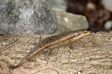 Mabuya wrightii / Lézard mabuya
