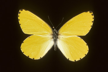 Mylothris croceus