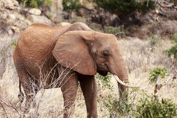 Fototapeta na wymiar Elefante nella savana