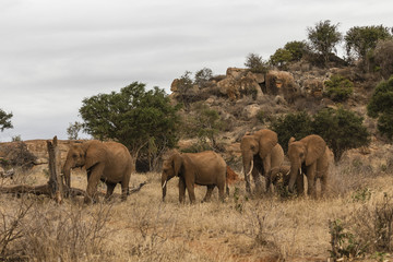 Fototapeta na wymiar Gruppo di Elefanti nella savana