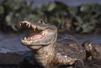 Caiman crocodylus / Caïman à lunettes
