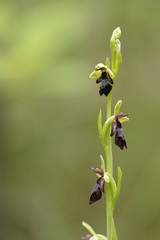 Ophrys insectifera / Ophrys mouche