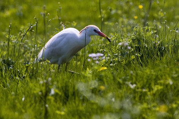 Bubulcus ibis / Héron garde bœufs