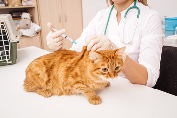 Veterinarian giving injection to cat at vet clinic. .