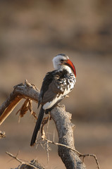 Tockus erythrorhynchus / Petit calao à bec rouge