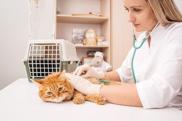 veterinarian doctor with stethoscope checking up cat at vet clinic