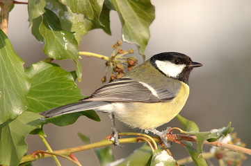 Parus major / Mésange charbonnière