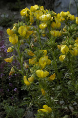Ononis natrix / Bugrane jaune