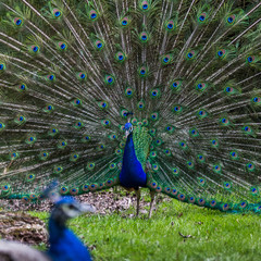 Obraz premium Attracting a mate