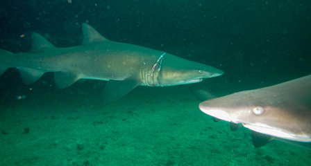 Shark with savage scar around neck