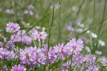 Coronilla varia / Coronille bigarrée