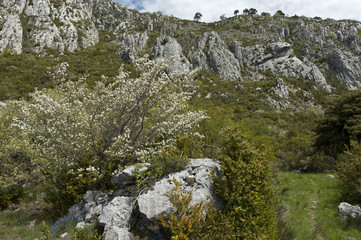Amelanchier ovalis / Amélanchier à feuilles ovales