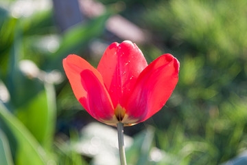 Summer flowers background