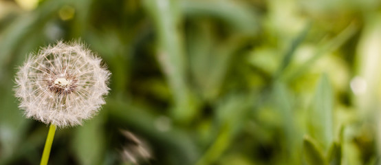 Dandelion meadow flower in Spring