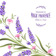 Naklejka premium Bunch of lavender flowers on a white background. Botanical illustration in intage style.
