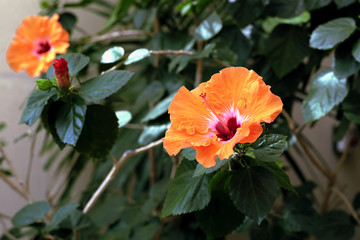 blooming orange hibiscus in the greenhouse © Ekaterina