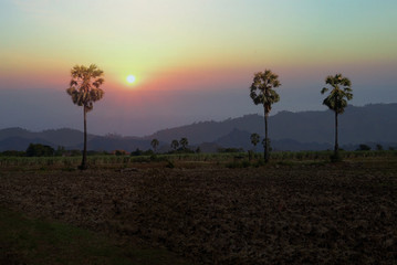Ornamental palm trees are tall.