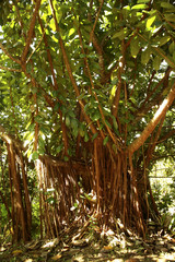 Ficus elastica / Caoutchouc