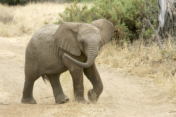 Loxodonta africana / Eléphant d'Afrique