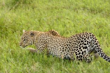 Panthera pardus / Léopard